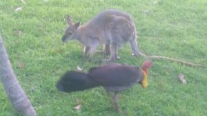 Bunya Mountains friends